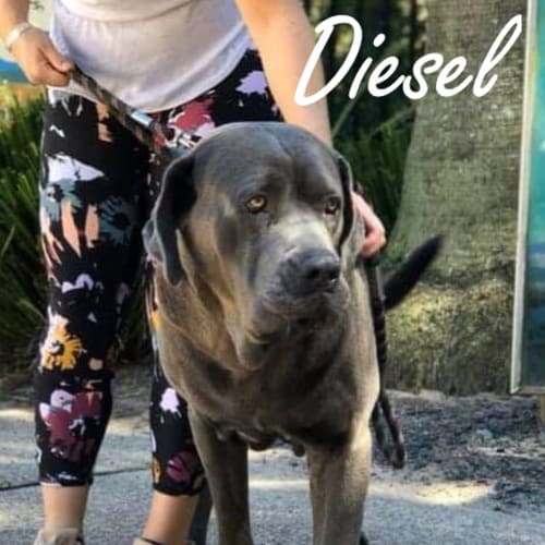 Diesel