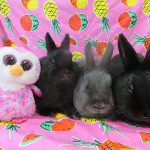 Bluebell, Poppy, Blossom