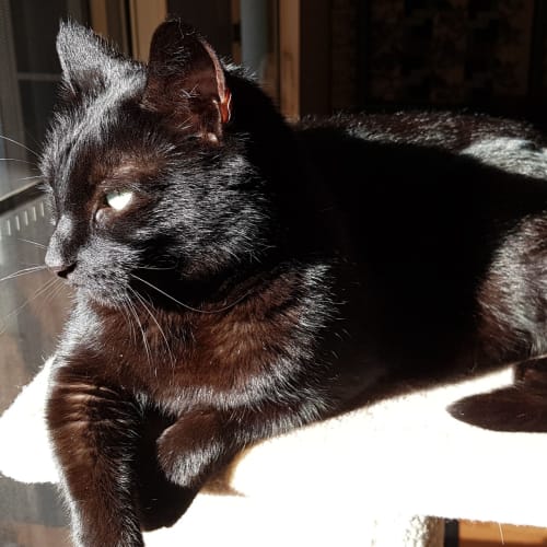 Merlin & Marley - Located in Pakenham