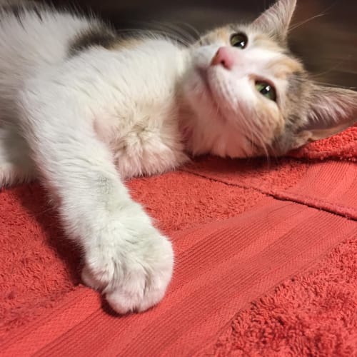 Sophie 