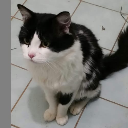 Smudge