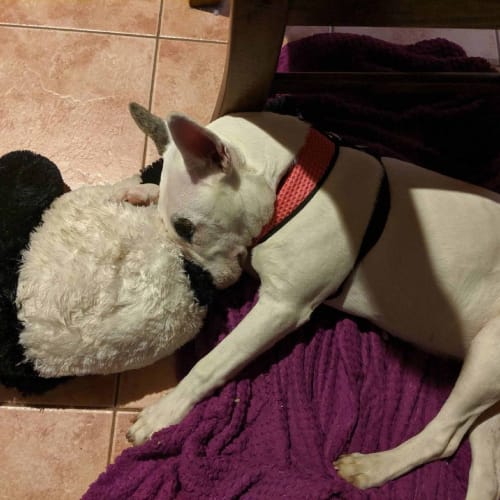 Luna - foster carer needed