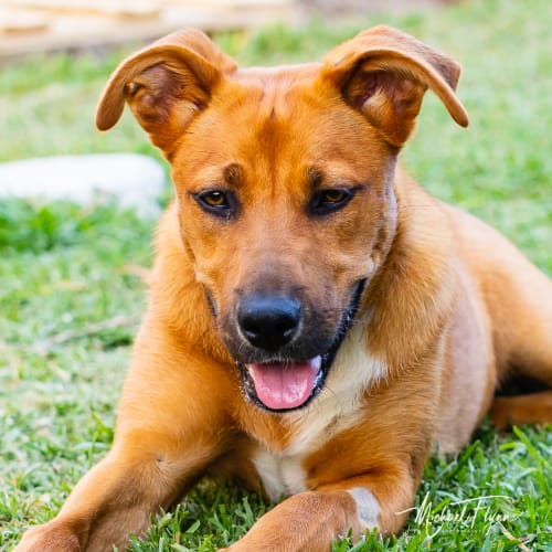 Ruby ~ 6mo Shepherd x Kelpie pup (On Trial 1/12/19