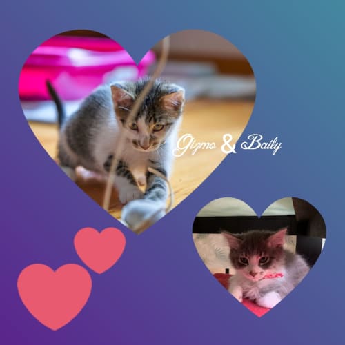 Gizmo & Bailey ❤❤