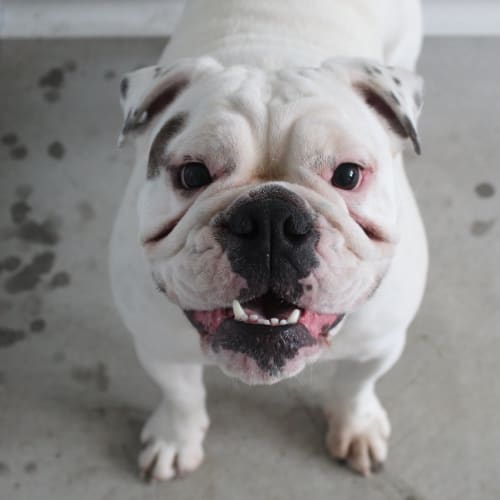 Delilah