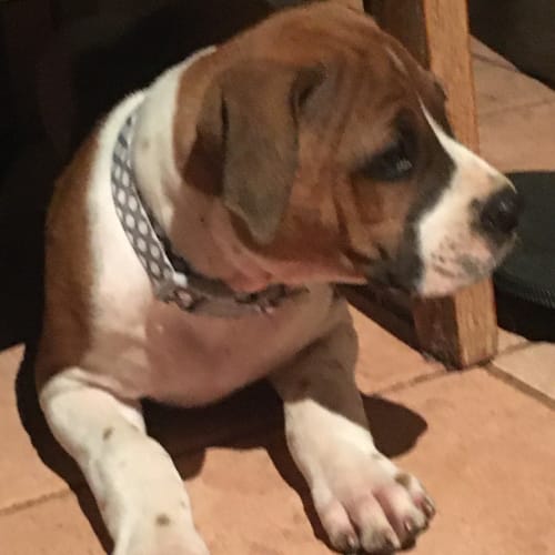 Puppy Dory DL2299