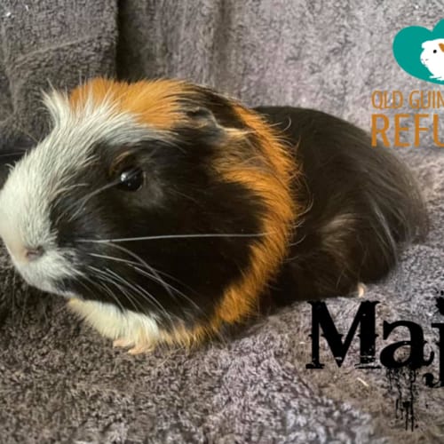 Maji