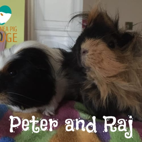 Peter and Raj