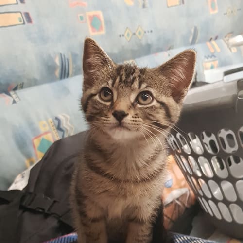 Max