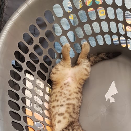 Indi