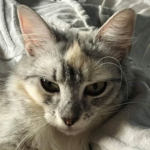Jolene
