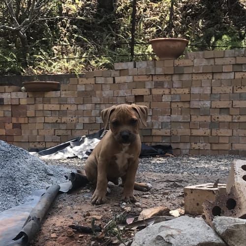 Pierre 