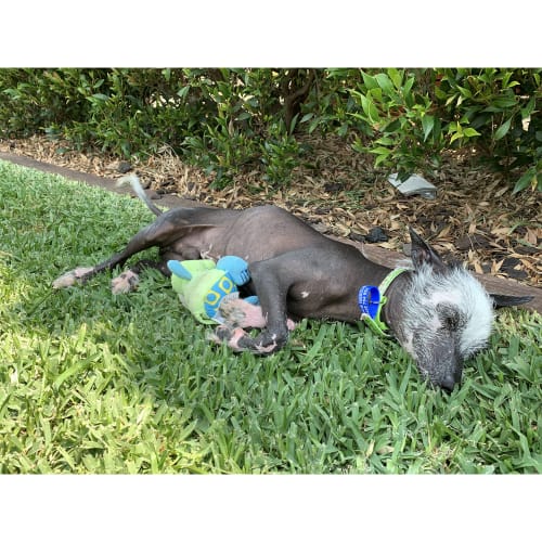 Dobby ~ 2yo Chinese Crested (adopted)