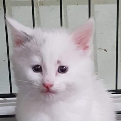 Cotton