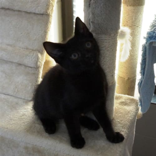 Simon