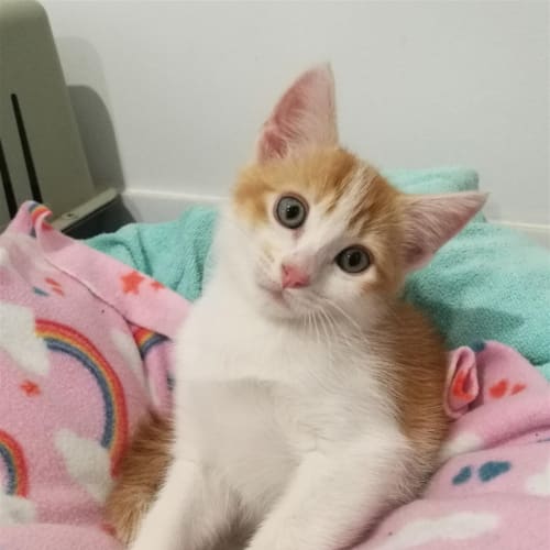 Otis