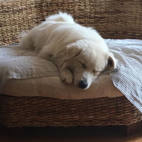 Snow...John Snow (Adoption Pending)