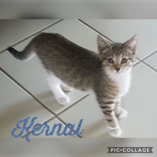 Kernal