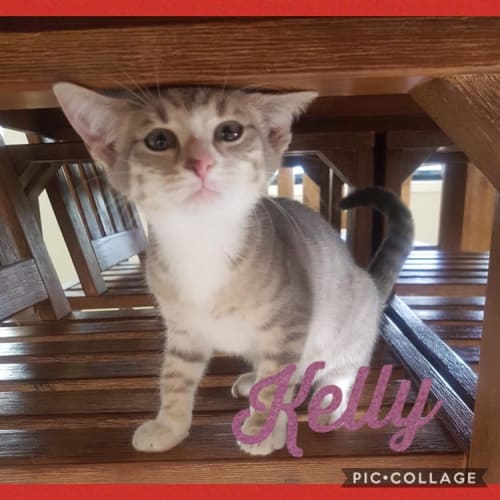 Kelly