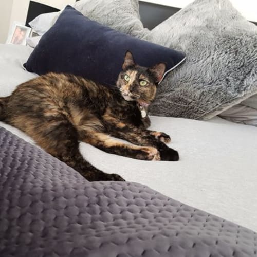 Nutmeg