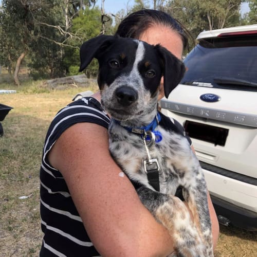 Chaz ~ 4mo cattle x kelpie pup (On Trial 8/12/19)