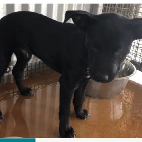 Puppy Lincoln (DL2308)