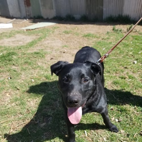 Sam ** Adorable Natured Boy **