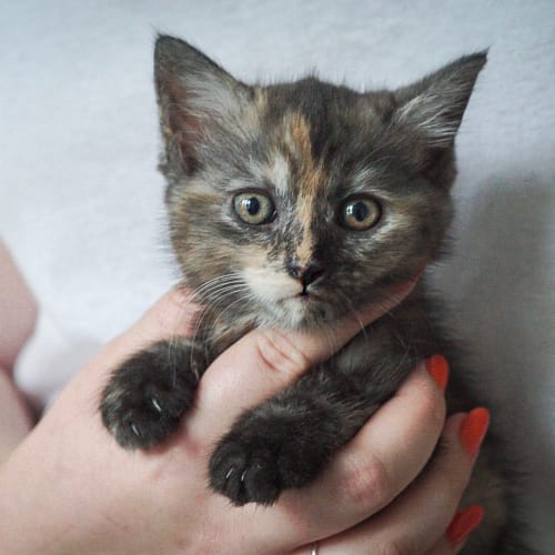 Myrtle ~ 7 week old female kitten