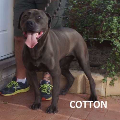 Cotton