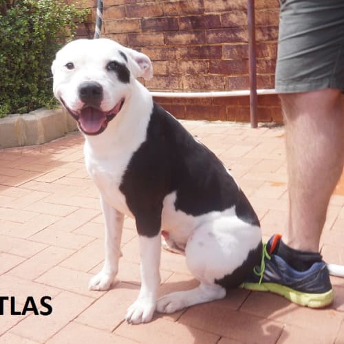 Atlas