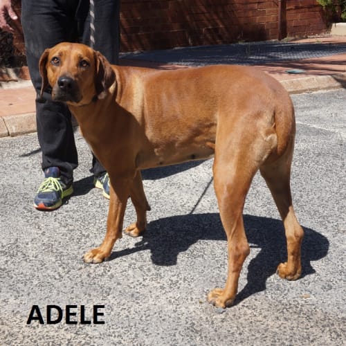 Adelle