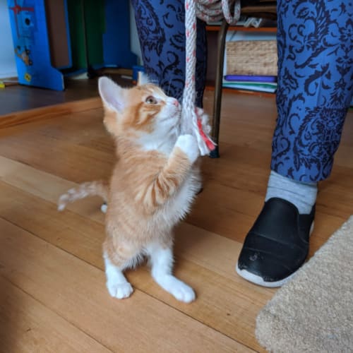 Socks ❤