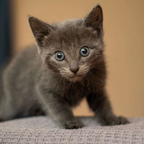Bobcat