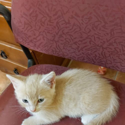Foster carers needed urgently