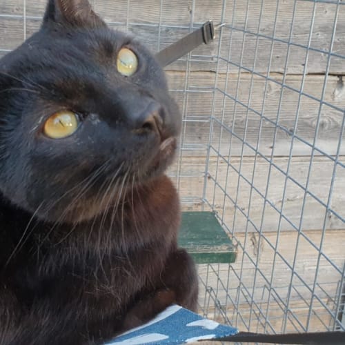 Bagheera