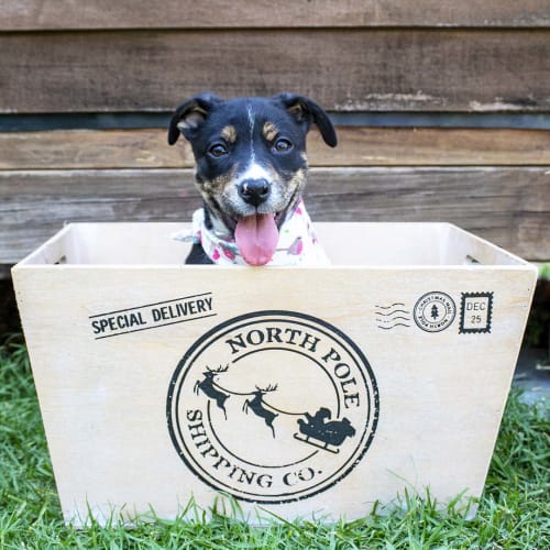 Amelia ~ Border Collie x Kelpie (On trial 6/12/19)