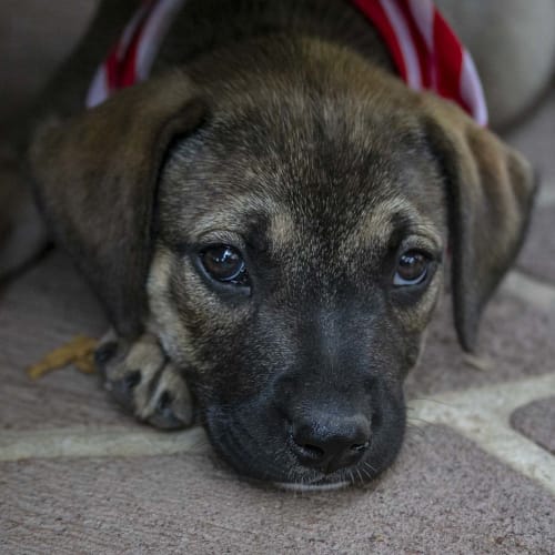 Topaz ~ friendly Mastiff x pup (On Trial 18/12/19)