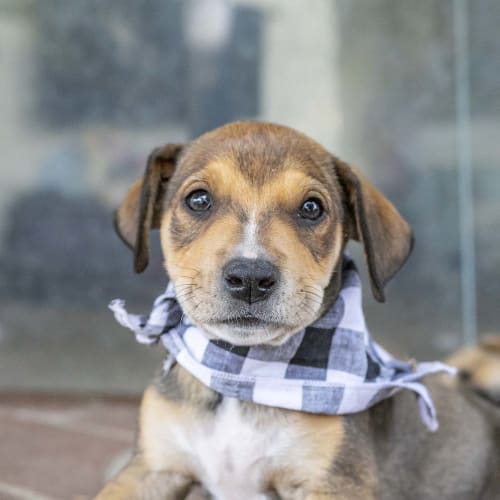 Angus ~ Mastiff x puppy (On Trial 14/12/19)