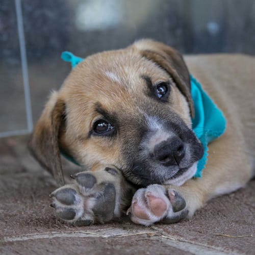 Samson ~ Mastiff x Kelpie pup (On Trial 3/12/19