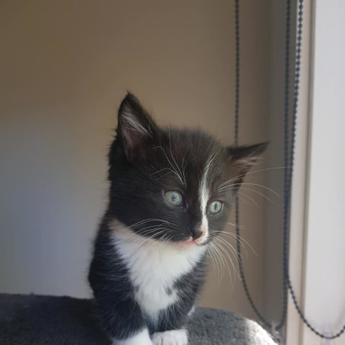 Pixel - available mid to late December