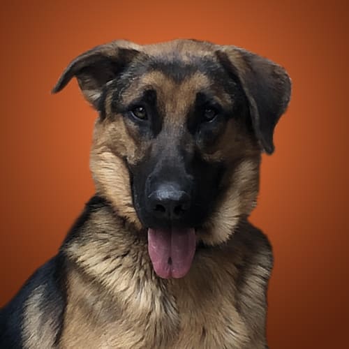 Rusty ~ 1yo German Shepherd  x ~ On Trial 27/3/20