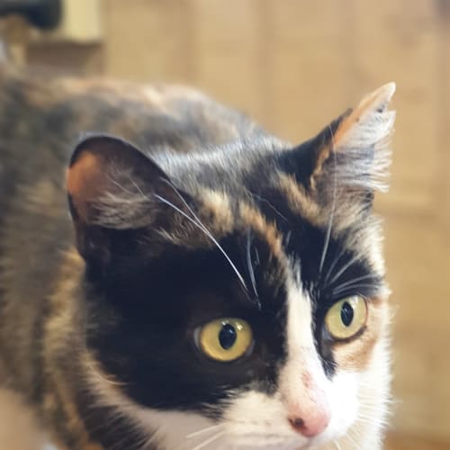 Pippa