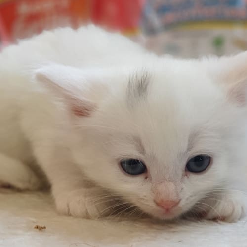 Nimbus