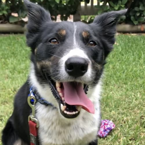 BB ~ 5 year old Border Collie x ~ Adopted 7/12/19