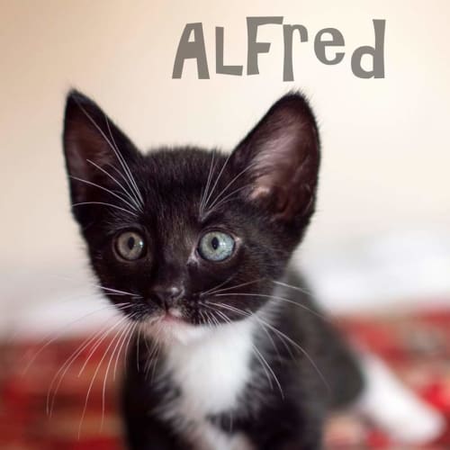 Alfred