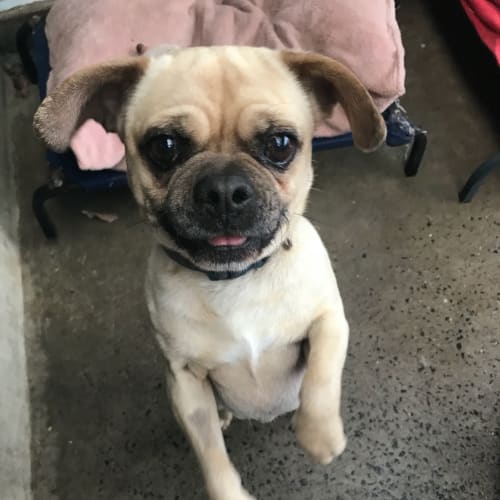 Vinnie