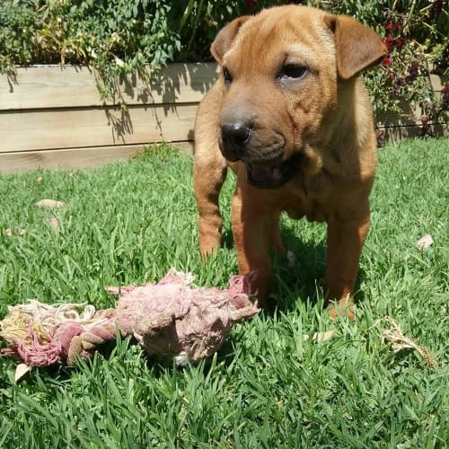 Sharpei  Shenanigans