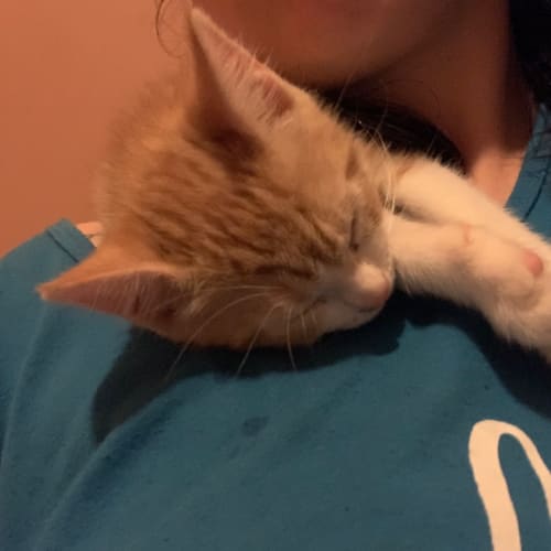 Dumpling 