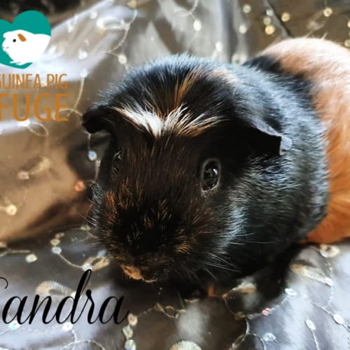 Sandra