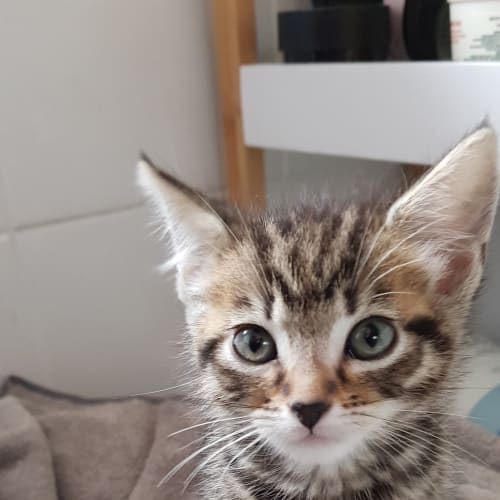 Ziggy - available late December